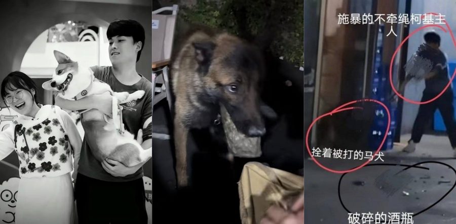浙江杭州青山湖马犬事件 男子街头酒瓶砖头狂砸马犬命悬一线 残忍虐狗视频引全网热议