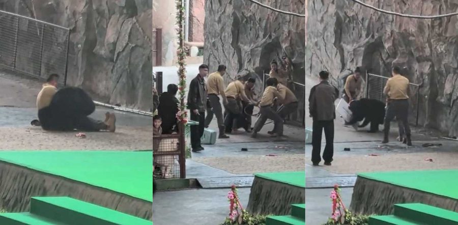 杭州野生动物园惊魂！黑熊发狂扑倒饲养员，张嘴猛撕咬，同事拼死营救，饲养员死里逃生零伤亡！