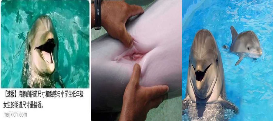 猎奇百科资源 人兽之锻炼持久力方法 海豚与我裸透的详细过程